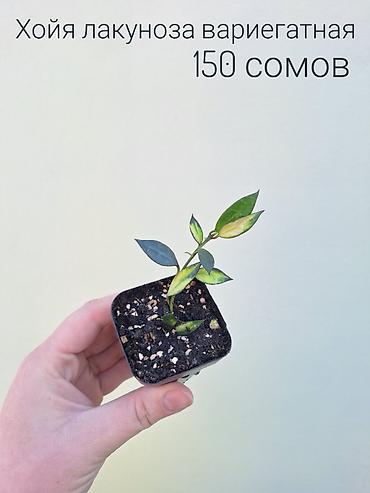 Другие комнатные растения: • Комнатные растения (укоренённые черенки/детки/молодые — 16