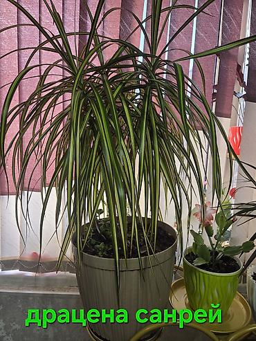 Драцены и Сансевиерии: Сансевиерия (Sansevieria, «щучий хвост») в горшке. Описание: - — 16