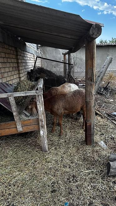 корм для баран: Продаю | Овца (самка) | Для разведения — 1