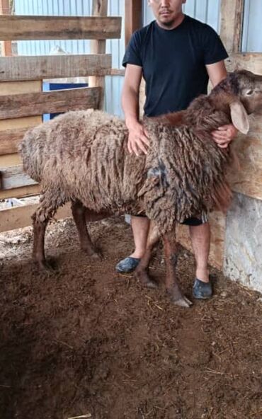 продаю в связи с переездом: Продаю | Баран (самец)