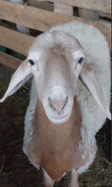 баран матка: Нужен пастух (Чабан) смотреть за баранами