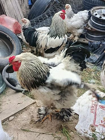 черный брама: Продаю | Петух | Брама | Для разведения — 5