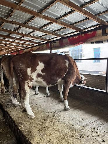 Коровы, быки: Продаю | Тёлка | Искусственник — 16