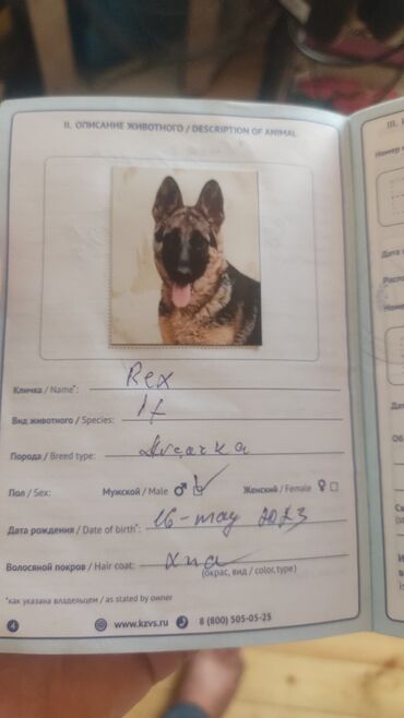 Pişiklər: Alman çoban iti, 11 ay, Erkek