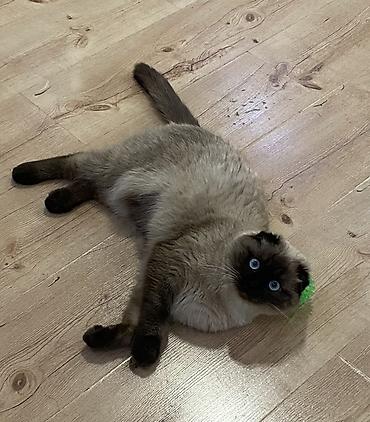 котята вислоухие бесплатно: ОТДАМ ДАРОМ Шотландская вислоухая кошка (окрас пойнт) Ищем самых — 2