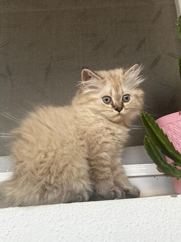 pişik üçün tualet: Şinşilla, Dişi, Yaxşı əllərə, Ünvandan götürmə, Pulsuz çatdırılma, Ödənişli çatdırılma