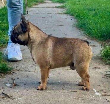 kacketi za pse: Odg . French bulldoga Srcky's oglasava mladog muzjaka za prodaju