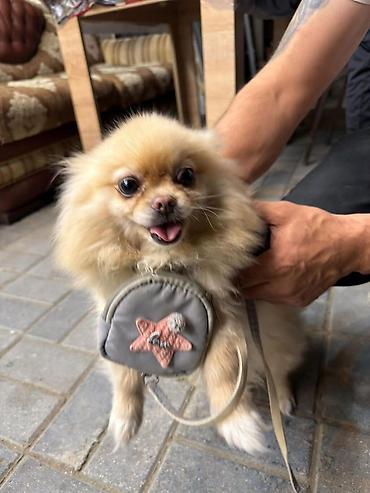 heyvan sekilleri yukle: 🐶 Satılır – Çox Şirin Dişi Pomeranian (Spitz) 🐶 2 yaşlı, dişi, çox — 2