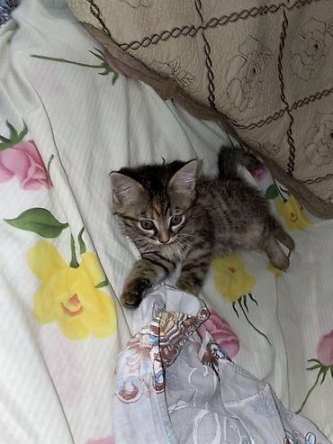 японская кошка: 2 месяца, Девочка, Приучена к лотку — 5
