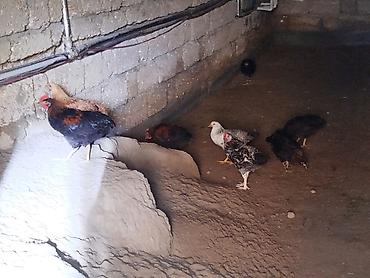 qus vuran: Təmiz həyət çolpaları ayri ayrı sortlarda var arasında Yerli ev — 2