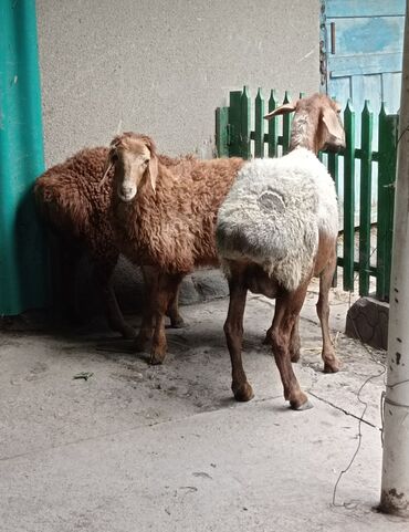Бараны, овцы: Продаю | Овца (самка), Ягненок | Гиссарская | Для разведения | Матка
