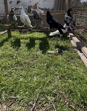 Göyərçinlər: Goyercinler satilir — 6