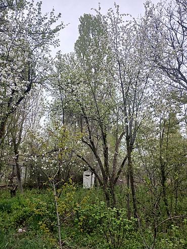 коттедж сливы: Дача/садовый участок с домиком и плодовыми насаждениями - Плодовый — 6