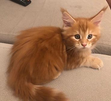maine coon satışı: Продается котенок. чистокровный майнкун. девочка 2 месяца. к горшку и — 1