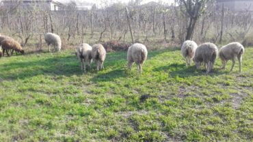 Inəklər, öküzlər: 8 ədəd quzıdı