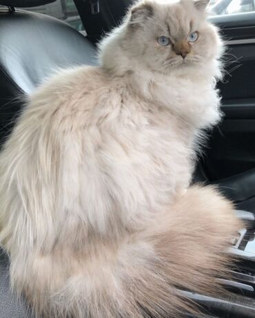 Pişiklər: Britan, Dişi — 9