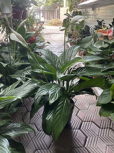 Спатифиллум (Spathiphyllum), крупный куст в горшке - Эффектное lalafo.kg да Спатифиллум (Spathiphyllum), крупный куст в горшке - Эффектное