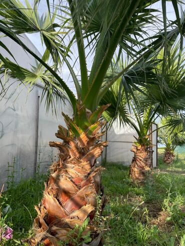 bitki satışı: Palma 6 ədət 4-5 metraliq biri 1000azn
Samux