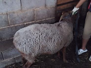 кара балта корова: Продаю | Овца (самка) — 3