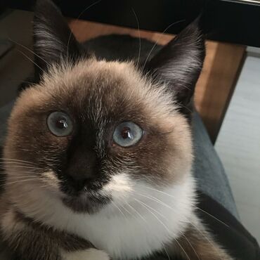 возьму кошку в добрые руки: Кошка даром: Сиамская, 5 месяцев, Девочка