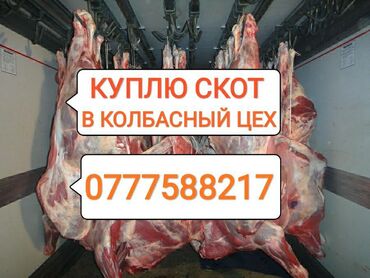 802 объявлений | ЖИВОТНЫЕ: Куплю коров лошадей бычков тёлок на колбасный цех любой упитанности