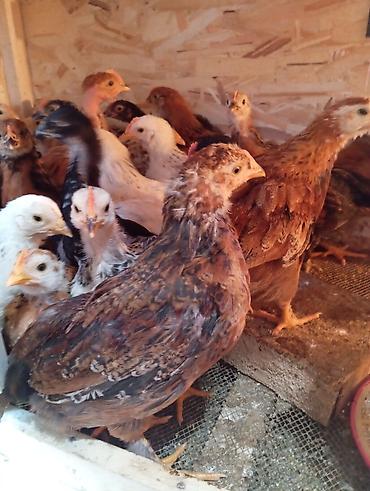 Куры, петухи: Продаю | Цыплята | Для разведения — 11