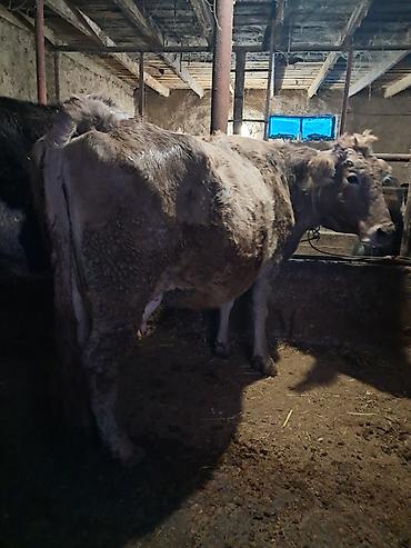 Коровы, быки: Продаю | Корова (самка) | Для молока | Привязанные — 3