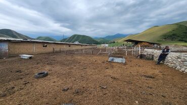 Сельхоз предприятия: Продаю Кошара, 2000 соток, Не действующий, Частично с оборудованием, Электричество — 4