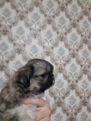 afçarka iti: Pekines, 2 ay, Dişi, Ünvandan götürmə