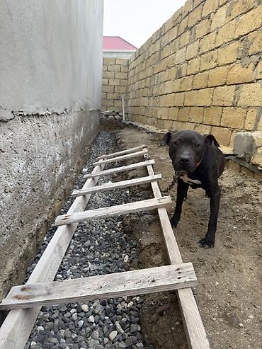 İtlər: Pitbul, 1 il, Dişi, Peyvəndli — 6