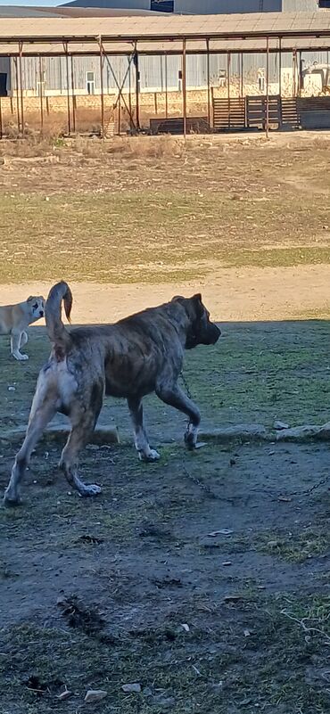 İtlər: Qurdbasar, 1 il, Erkek, Peyvəndli, Ödənişli çatdırılma — 5