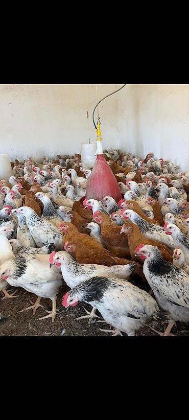 qaşqaldağ quşu: Tam saglam butun vaksinleri olunmus 1 kilodan 1_400 cekide olan — 1