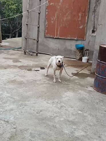 İtlər: Ağ rəngli, əzələli, orta-böyük ölçülü it. Qısa tüklü, qulaqları kəsik — 9