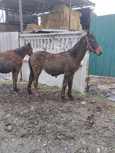 Лошади, кони: Продаю | Кобыла (самка) | Рабочий | Племенные — 8