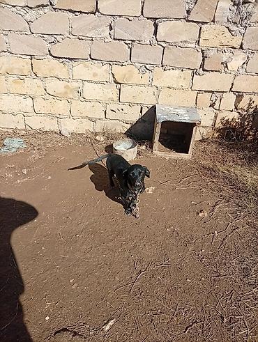 tula it: Qara rəngli kiçik ölçülü it - Rəng: tam qara, sinə və pəncələrdə açıq — 1