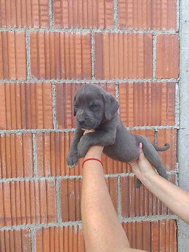 Psi: Cane Corso štenci šampionskog porekla! Tražite moćnog čuvara i odanog na lalafo.rs — 7 Psi: Cane Corso štenci šampionskog porekla! Tražite moćnog čuvara i odanog — 7