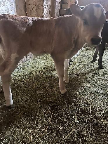 Коровы, быки: Продаю | Музоо, торпок | Алатауская | На откорм | Искусственник — 7