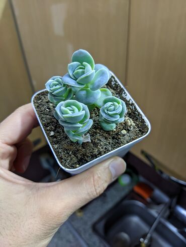 Otaq bitkiləri: Sukkulentlər. Sağlam və dözümlü bitkilərdi. Uzun müddət susuz qala — 13