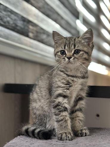 Pişiklər: Şinşilla — 11