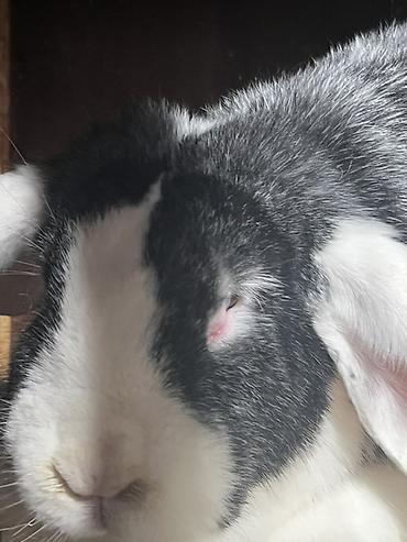 Кролики: Продаю | Крольчиха (самка), Кролик самец, Крольчата | Для разведения — 8