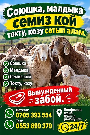 canada goose: Частное лицо : Бараны, овцы, | На забой, на мясо — 1