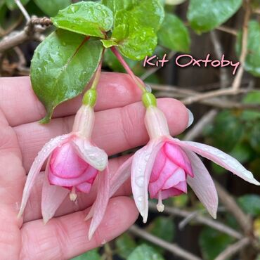 Другие комнатные растения: Продаю Детки!!! (укорененные черенки)сортовых,комнатных фуксий!Цена — 27