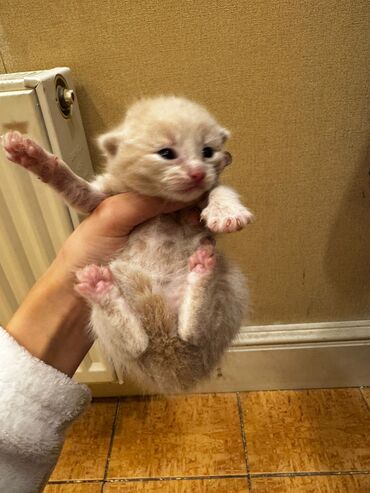 Pişiklər: Erkək, Dişi, Yaxşı əllərə, Ünvandan götürmə, Pulsuz çatdırılma — 13