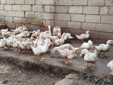 qeweng it adlari: Kuban ve Pekin ordekleri. 3 aylarinda 3 kilo et verirler. Ay