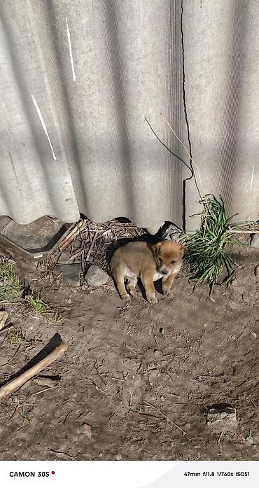 Отдам даром собаку: Отдам щенков Особенности: - шерсть плотная, короткая, легко — 4