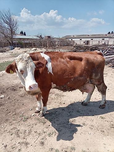 Inəklər, öküzlər: Südlük inək – 4 baş - Cins: qarışıq südlük (qara-ağ və ağ-qəhvəyi — 9