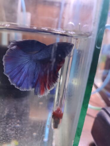 akvarium balaca: Betta baligi