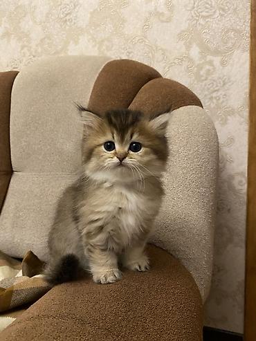 Pişiklər: Şinşilla, Dişi — 5