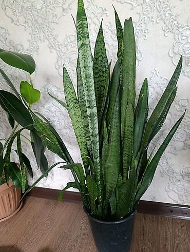 шефлер: Комнатные растения в горшках: 1) Сансевиерия (Sansevieria — 1