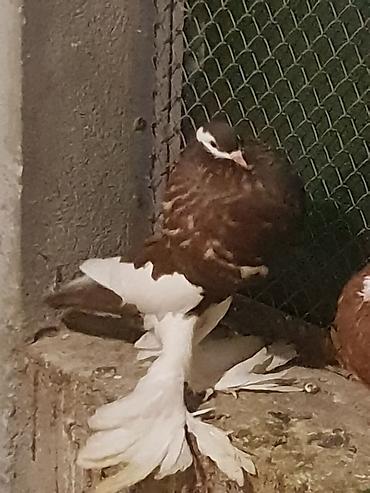 Pişiklər: Pişiklər -da lalafo.az — 7 Pişiklər: Pişiklər — 7